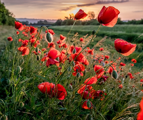 Red Wild Poppies